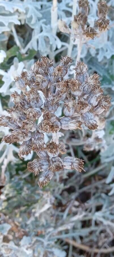 Cineraria 5