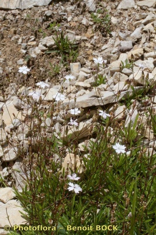 Silene 10