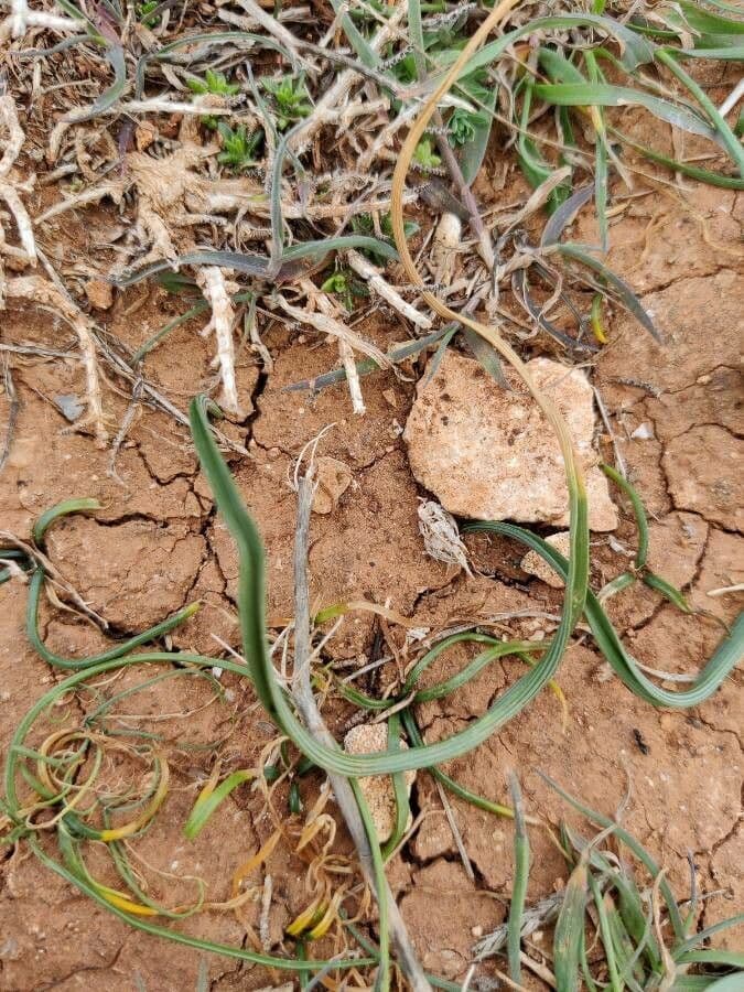 Romulea 16