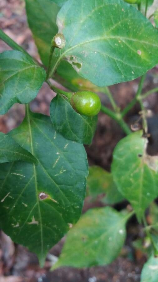 Celtis laevigata 4