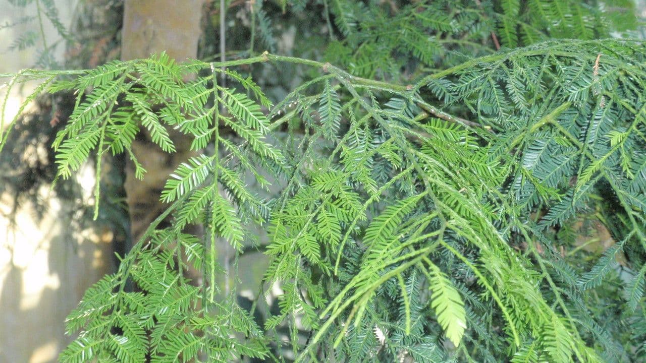 Falcate falciforme 2