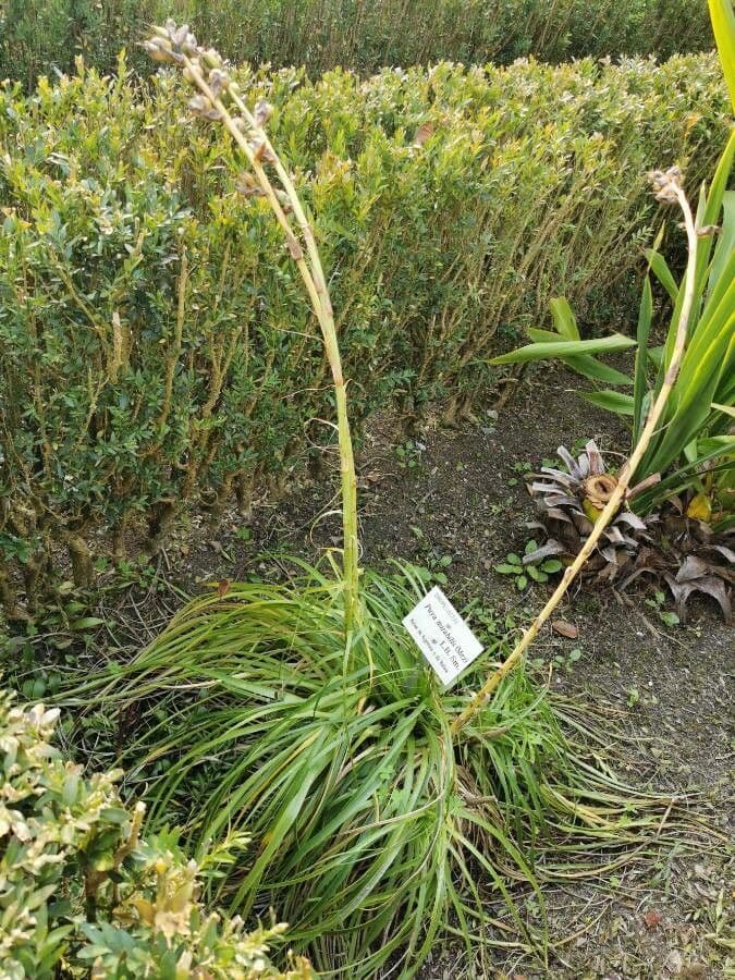 Puya 6