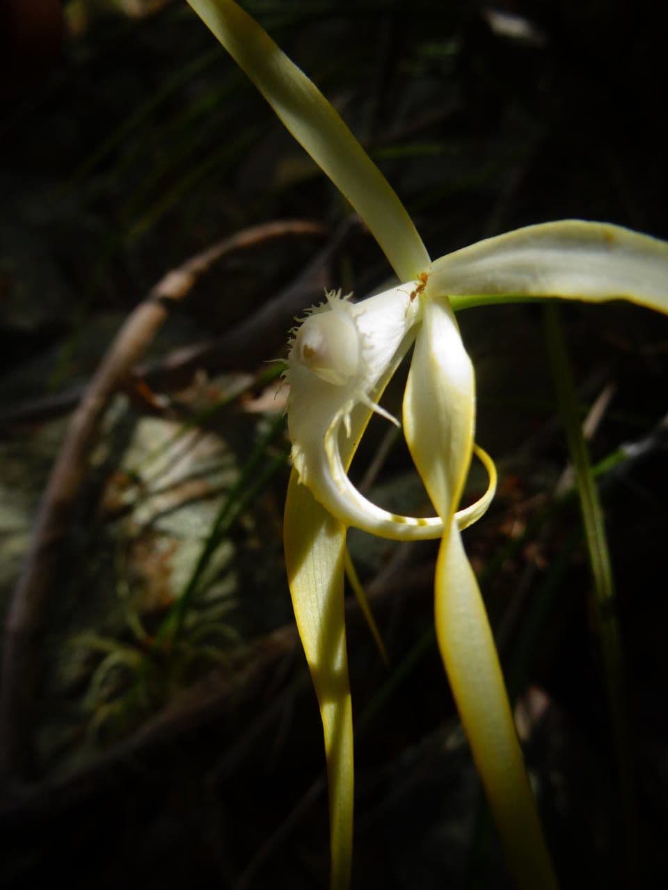 Brassavola 9