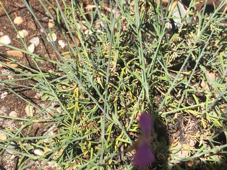 Dianthus 11