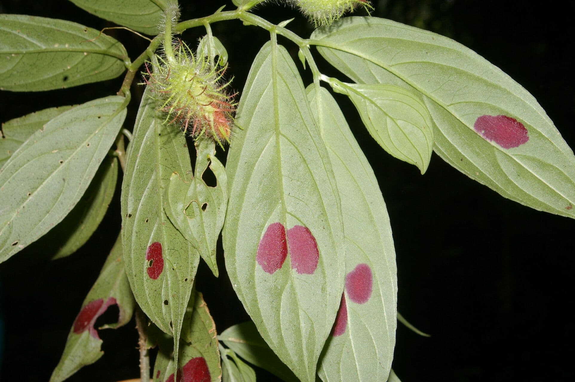 Columnea