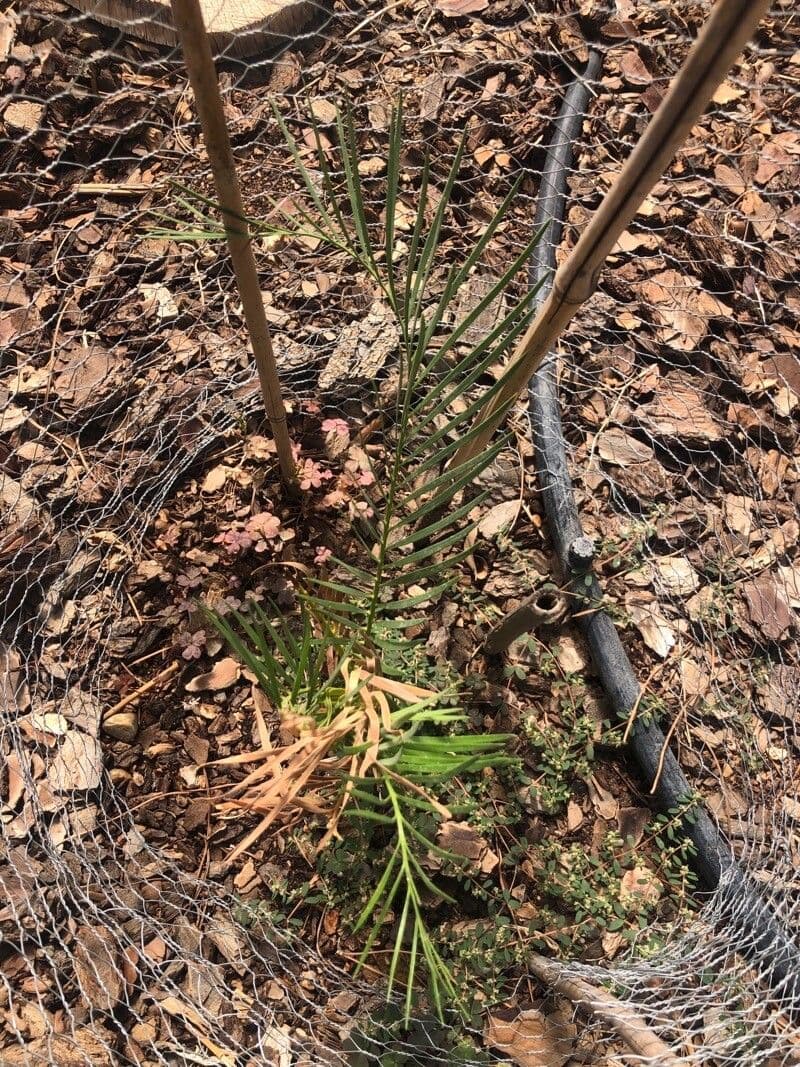 Macrozamia