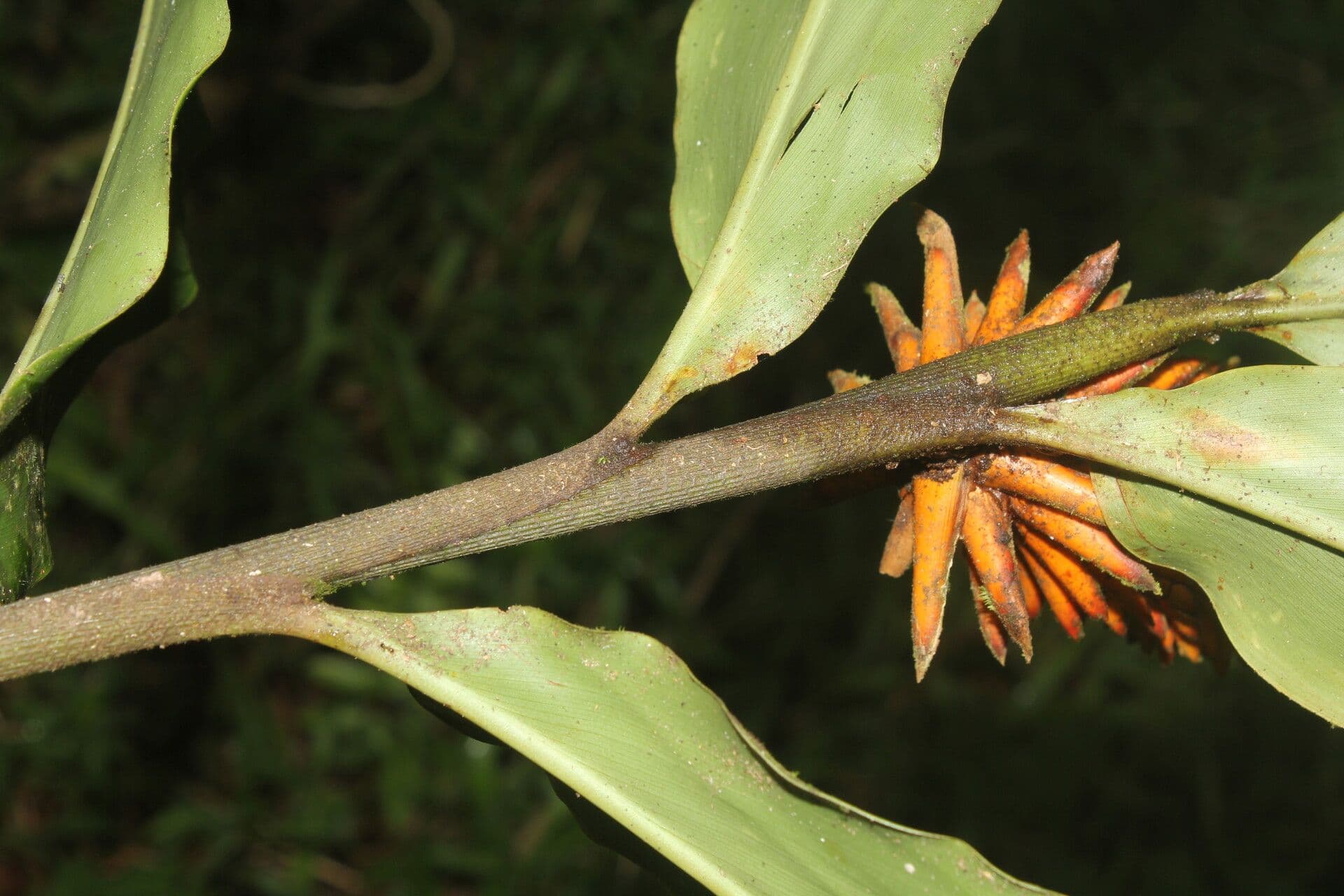 Renealmia pendula 2