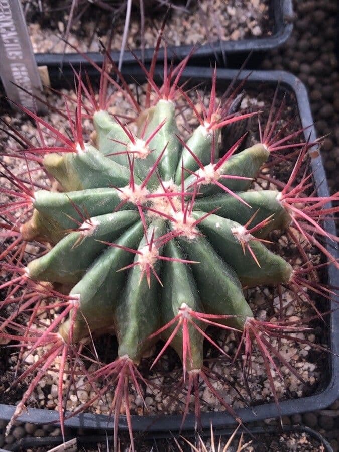 Ferocactus 5