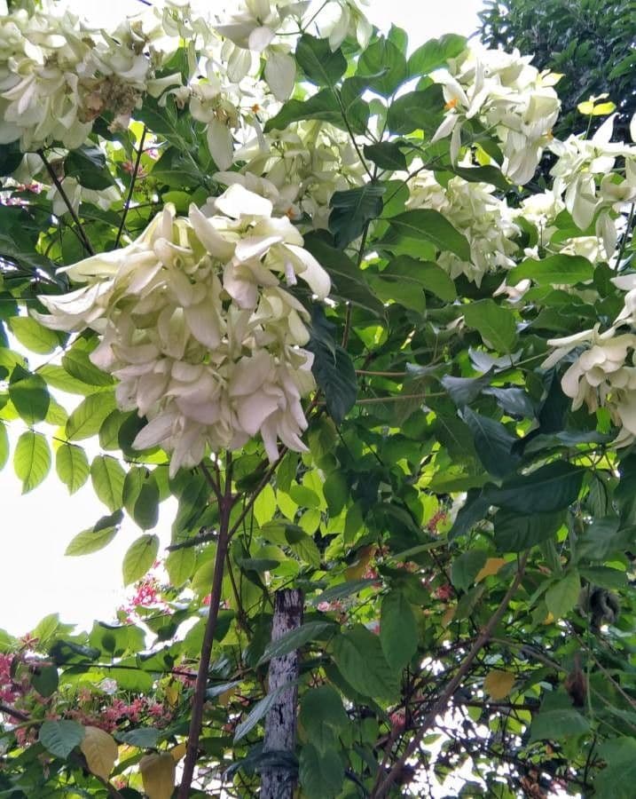 Mussaenda philippica 13
