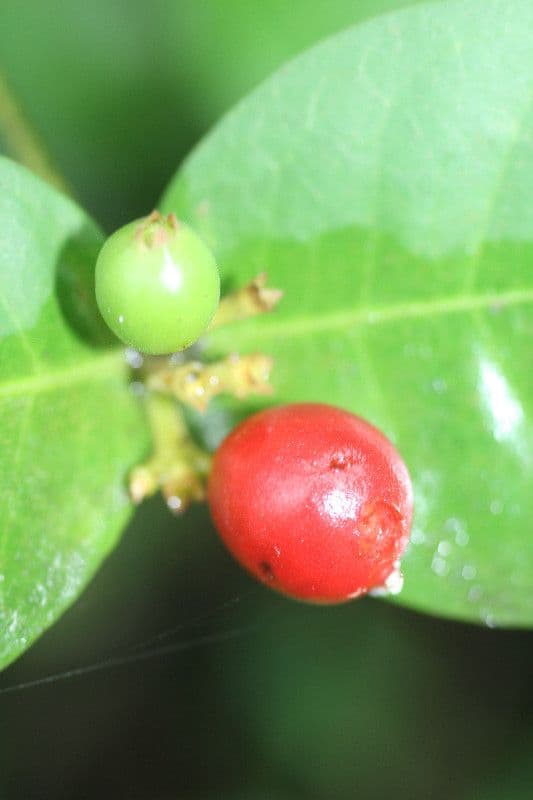 Ixora 2