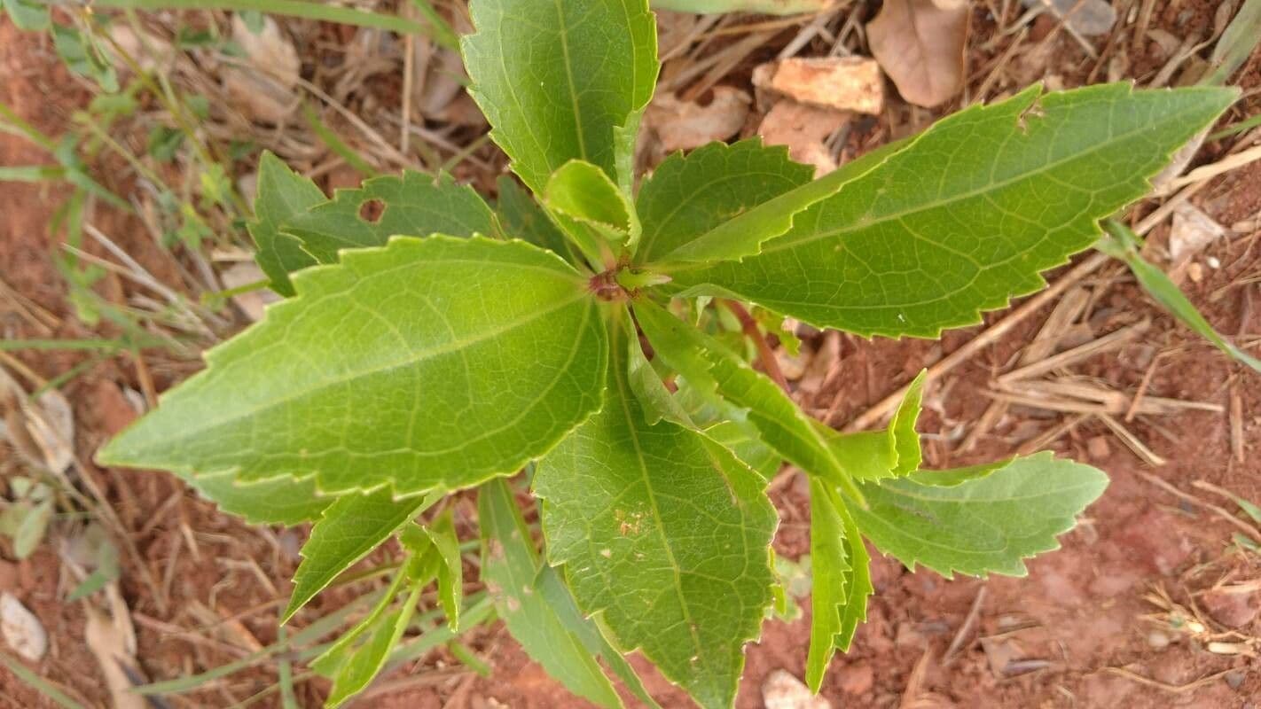 Baccharis 6