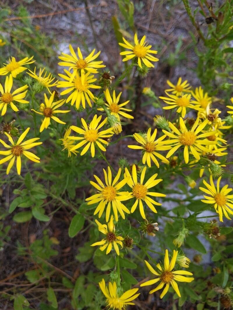 Chrysopsis 5