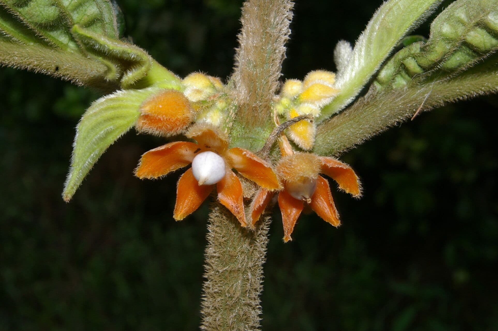 Besleria