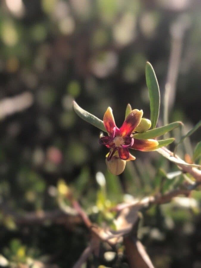 Periploca laevigata 8