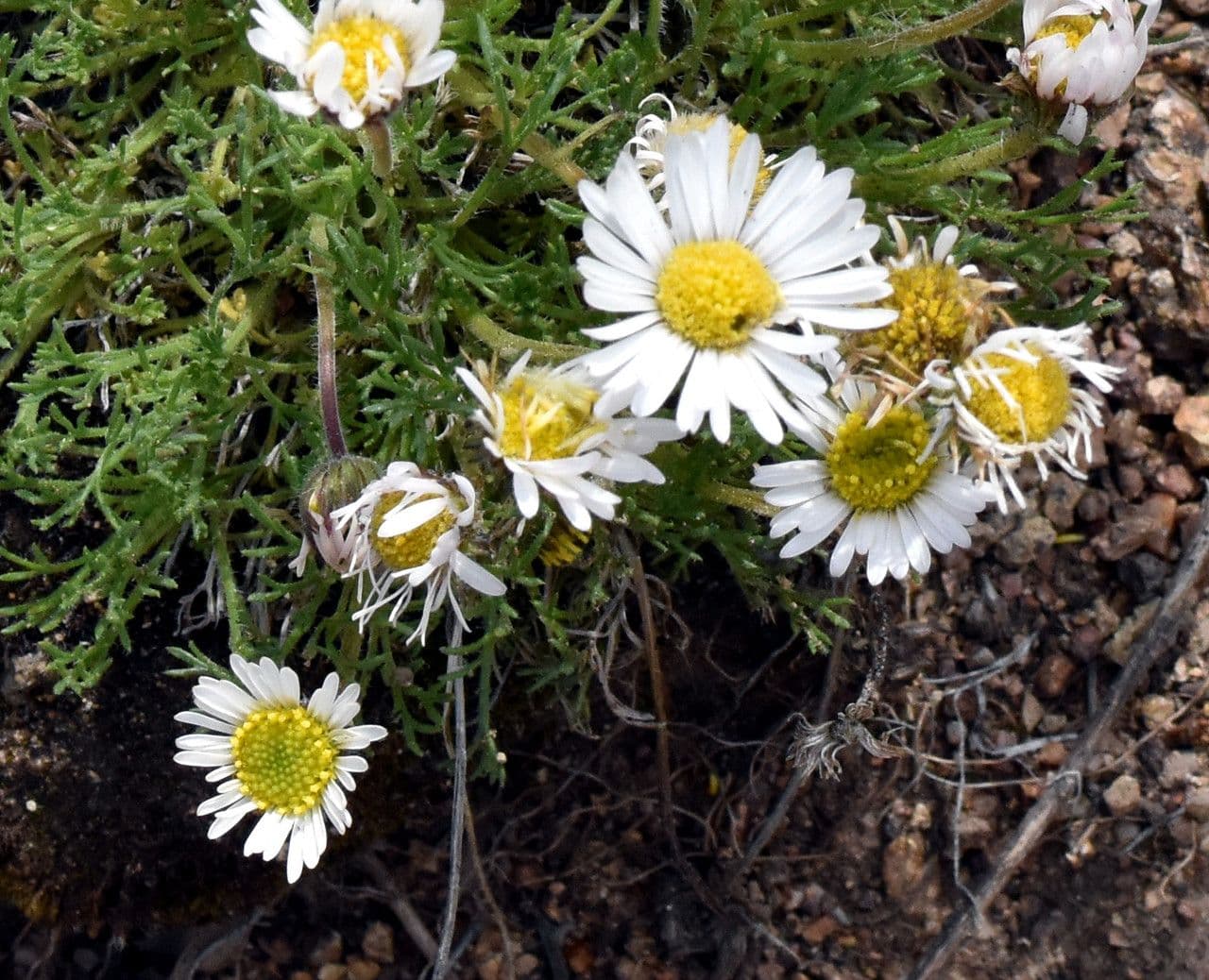 Erigeron composto 6