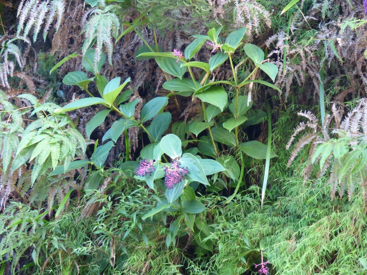 Medinila 11