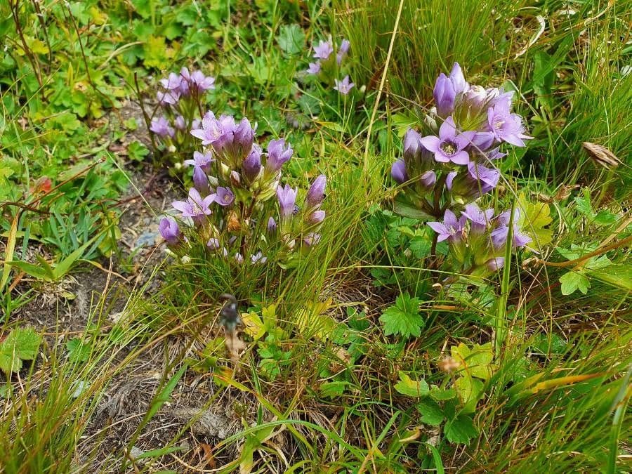 Genzianella ramosa 2
