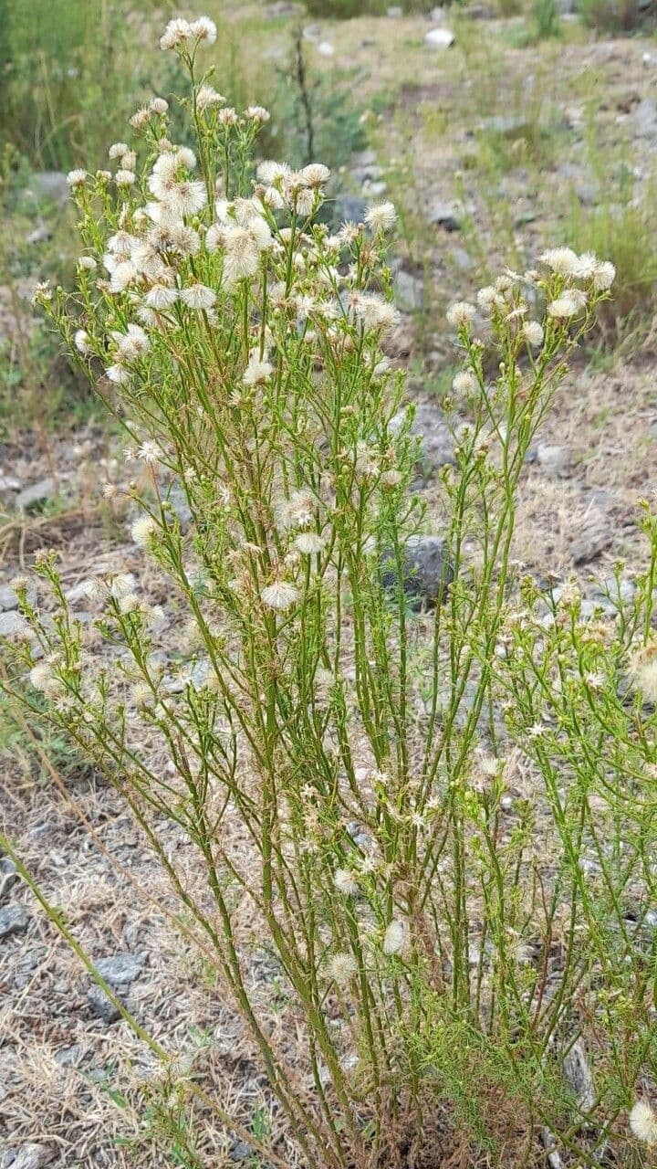 Baccharis 6