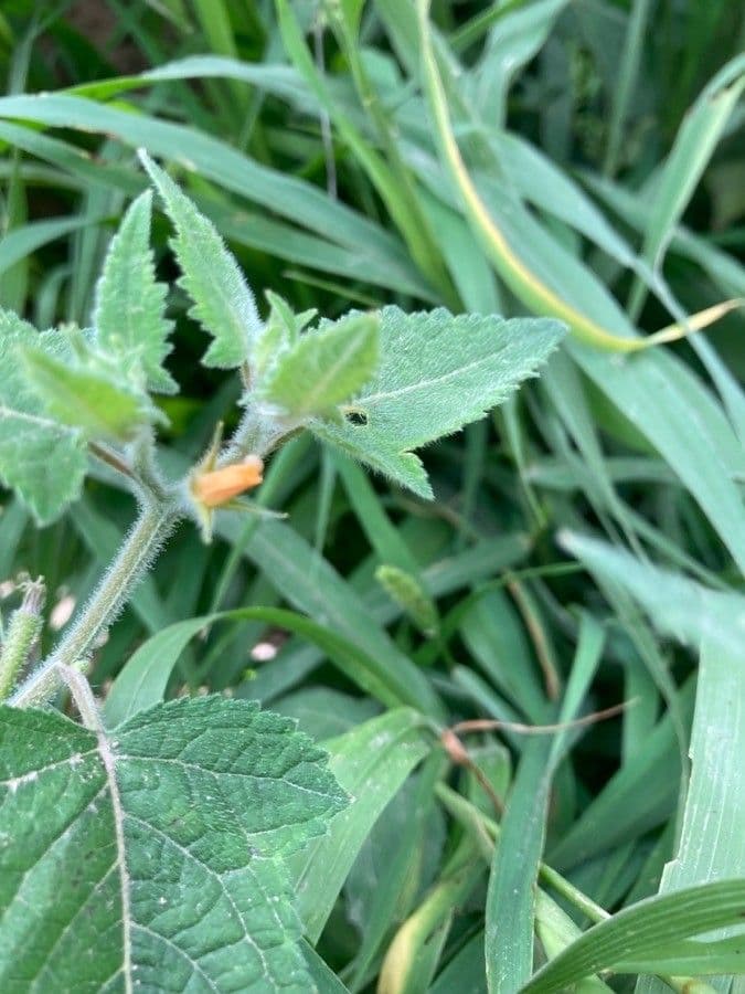 Mentzelia aspra 2