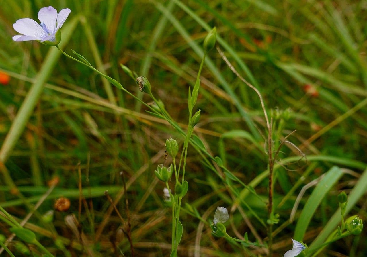 Linseed 13