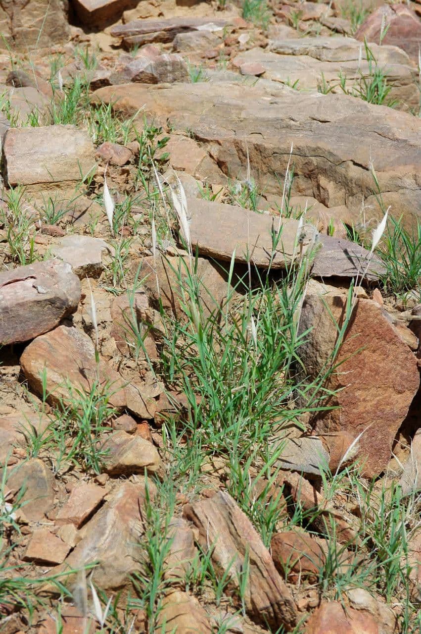 Tetrapogon 4