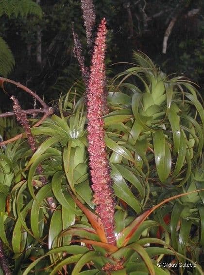 Dracophyllum 18