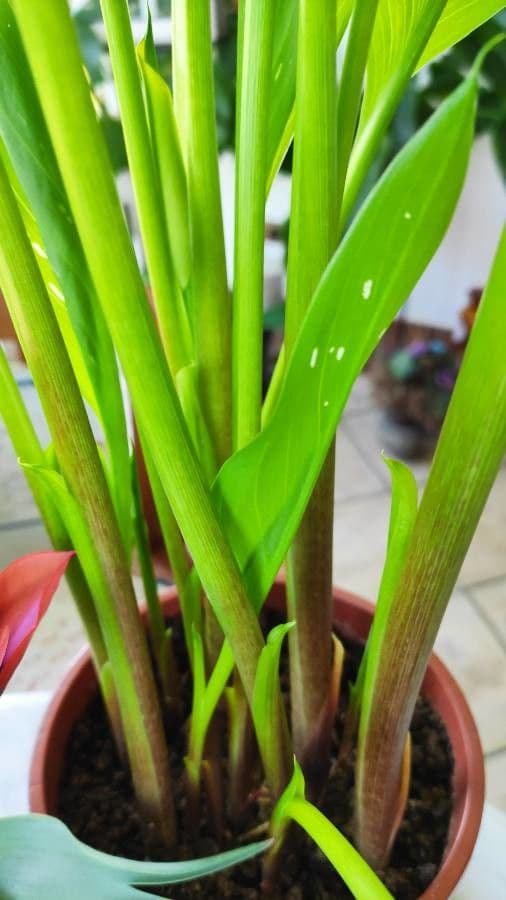 Calla 21