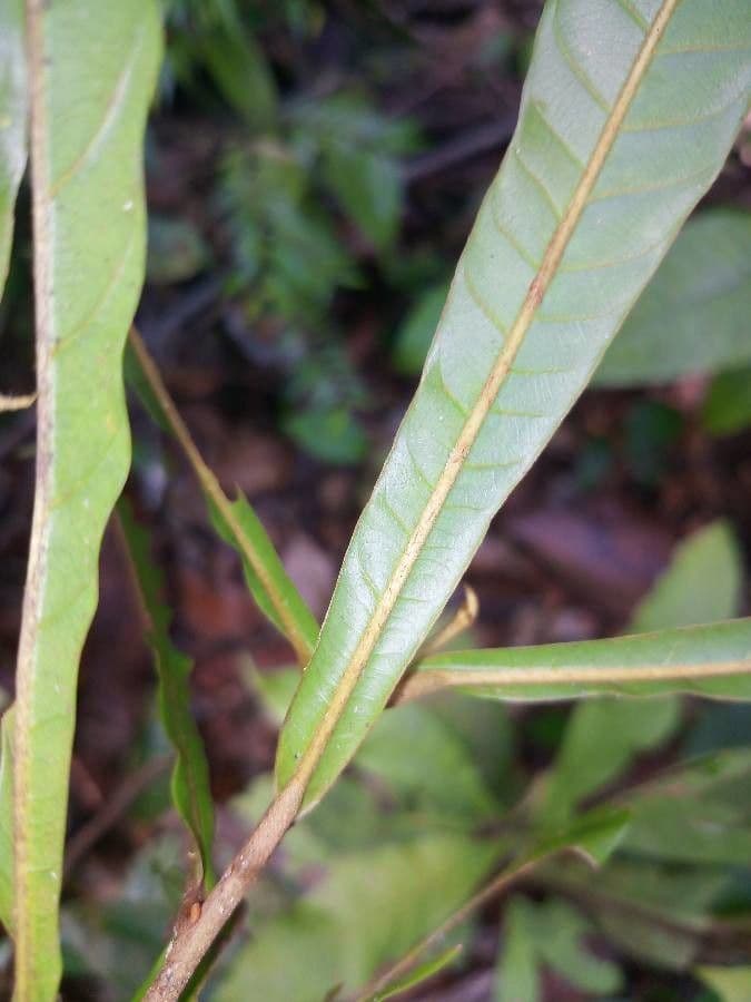 Chrysophyllum cuneifolium 2