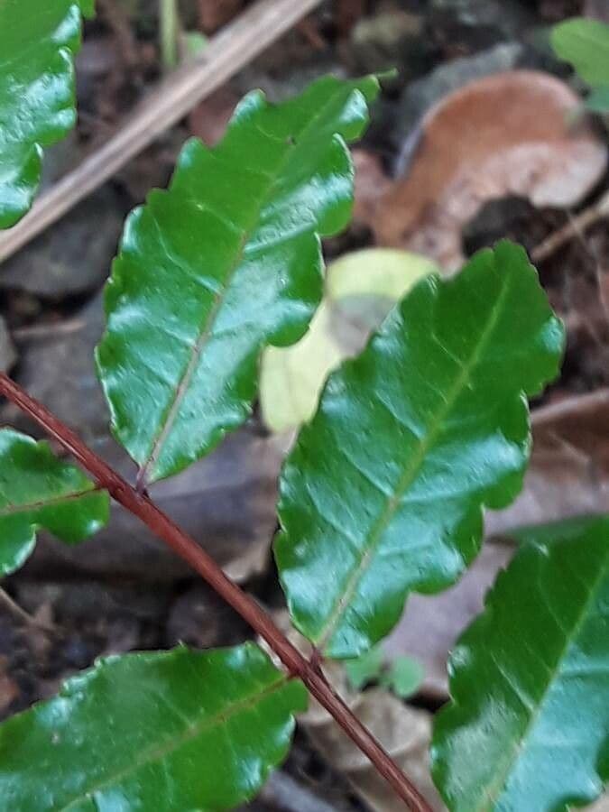 Zanthoxylum 3