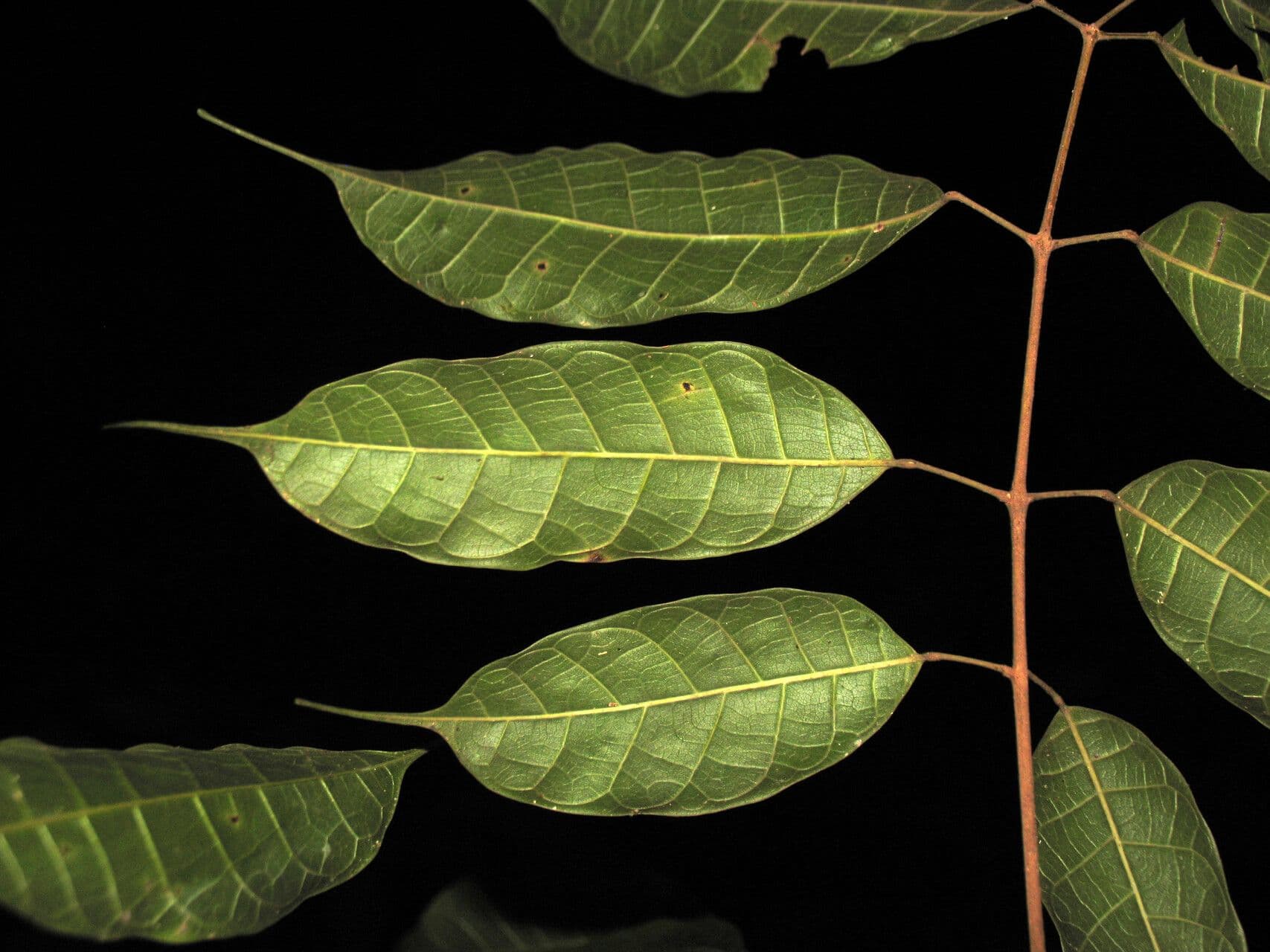Protium sagotianum 6