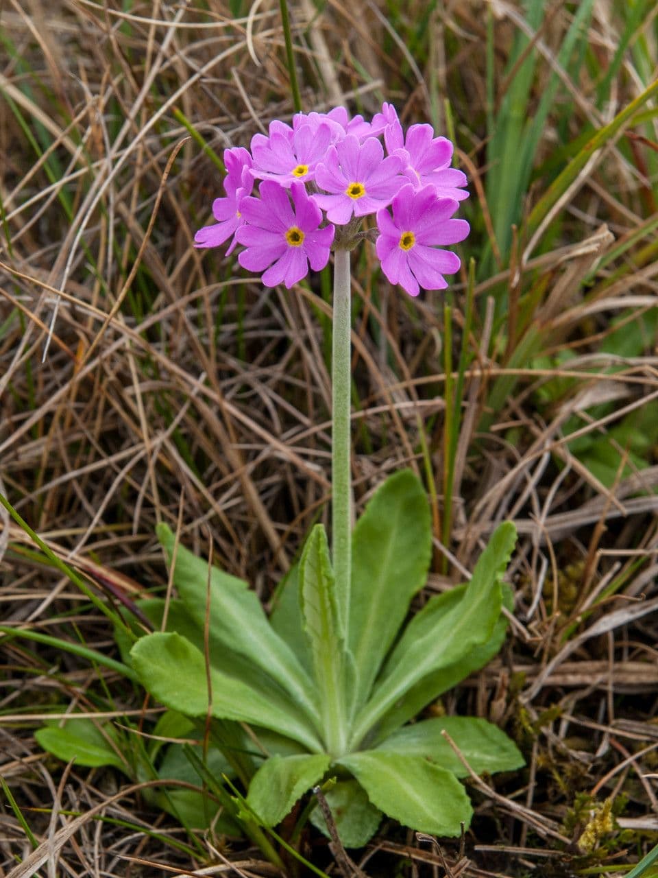 Primula farinosa 10