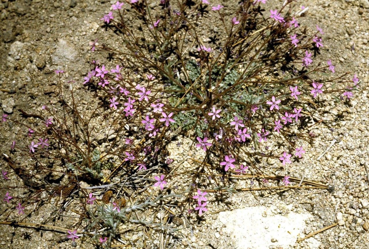 Augen-Gilia 3
