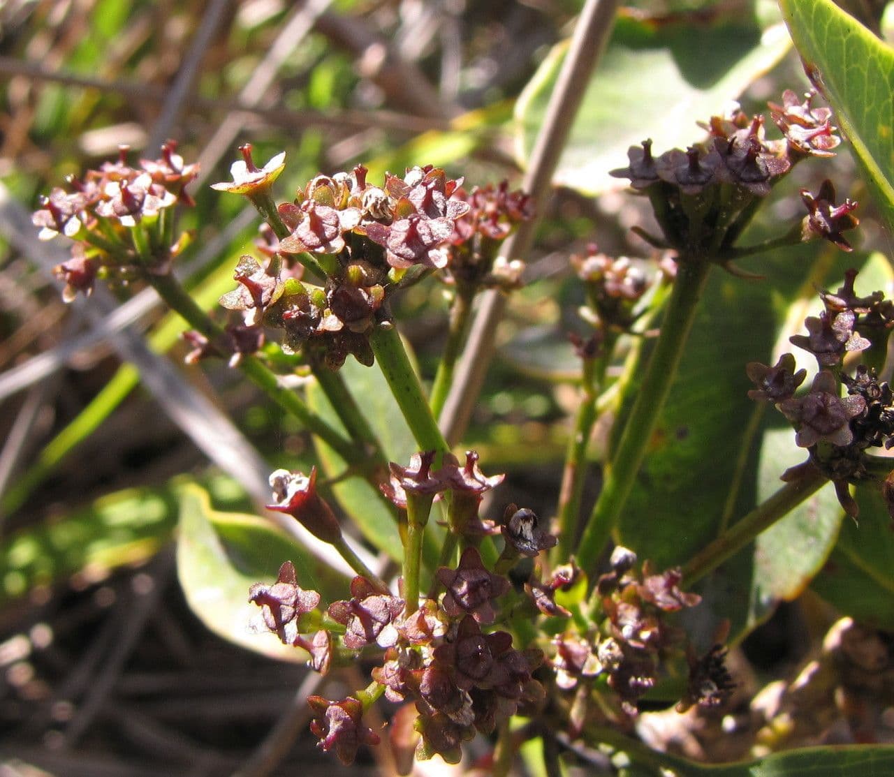 Myodocarpus