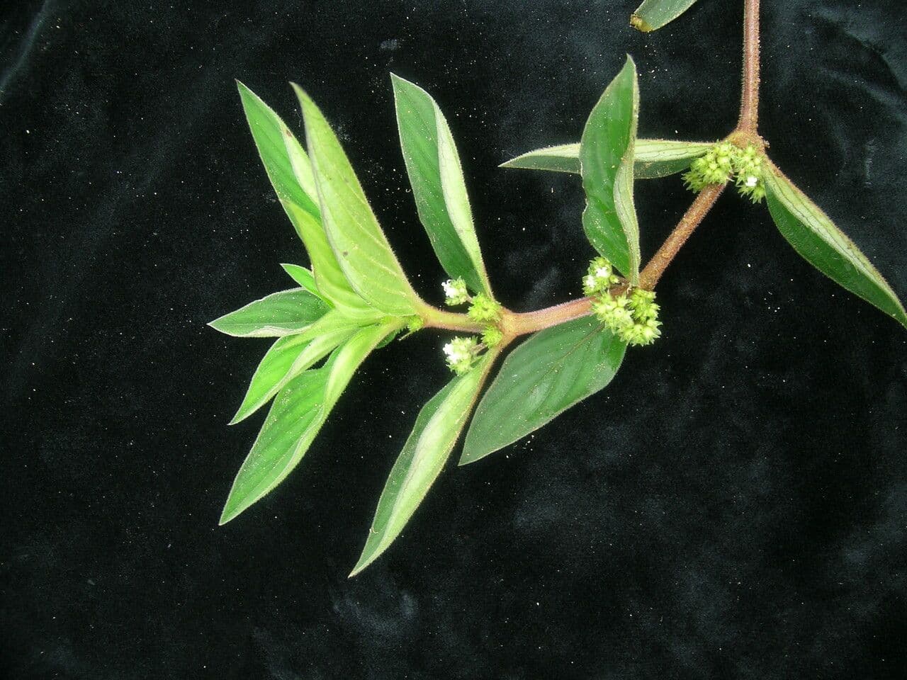 Neanotis 2