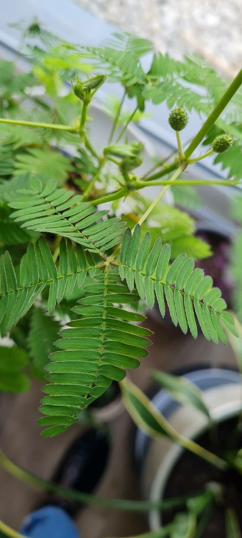 Sensitive mimosa 7