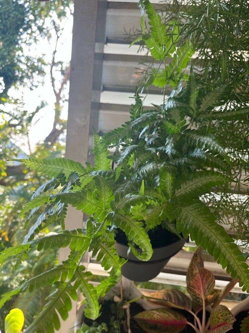 Pteris quadriaurita 6