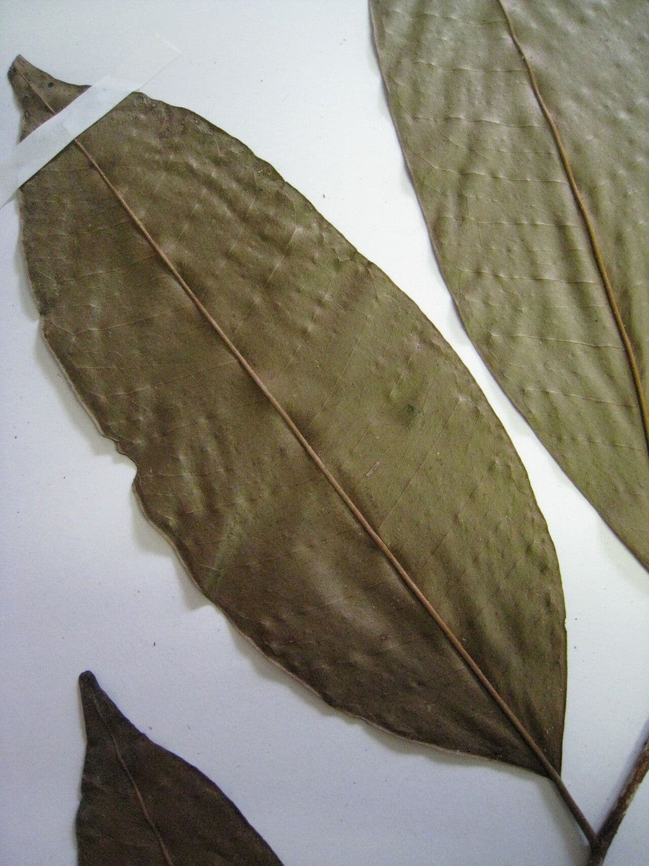Chrysophyllum argenteum 9