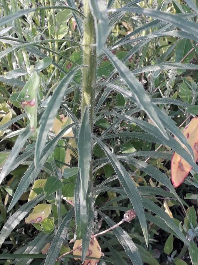 Coniza 19