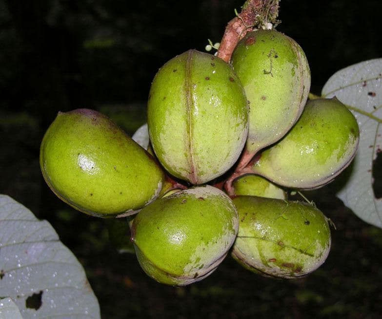 Sterculia 5