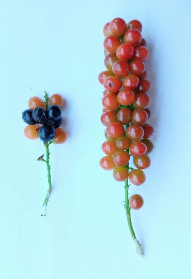 Citharexylum 5