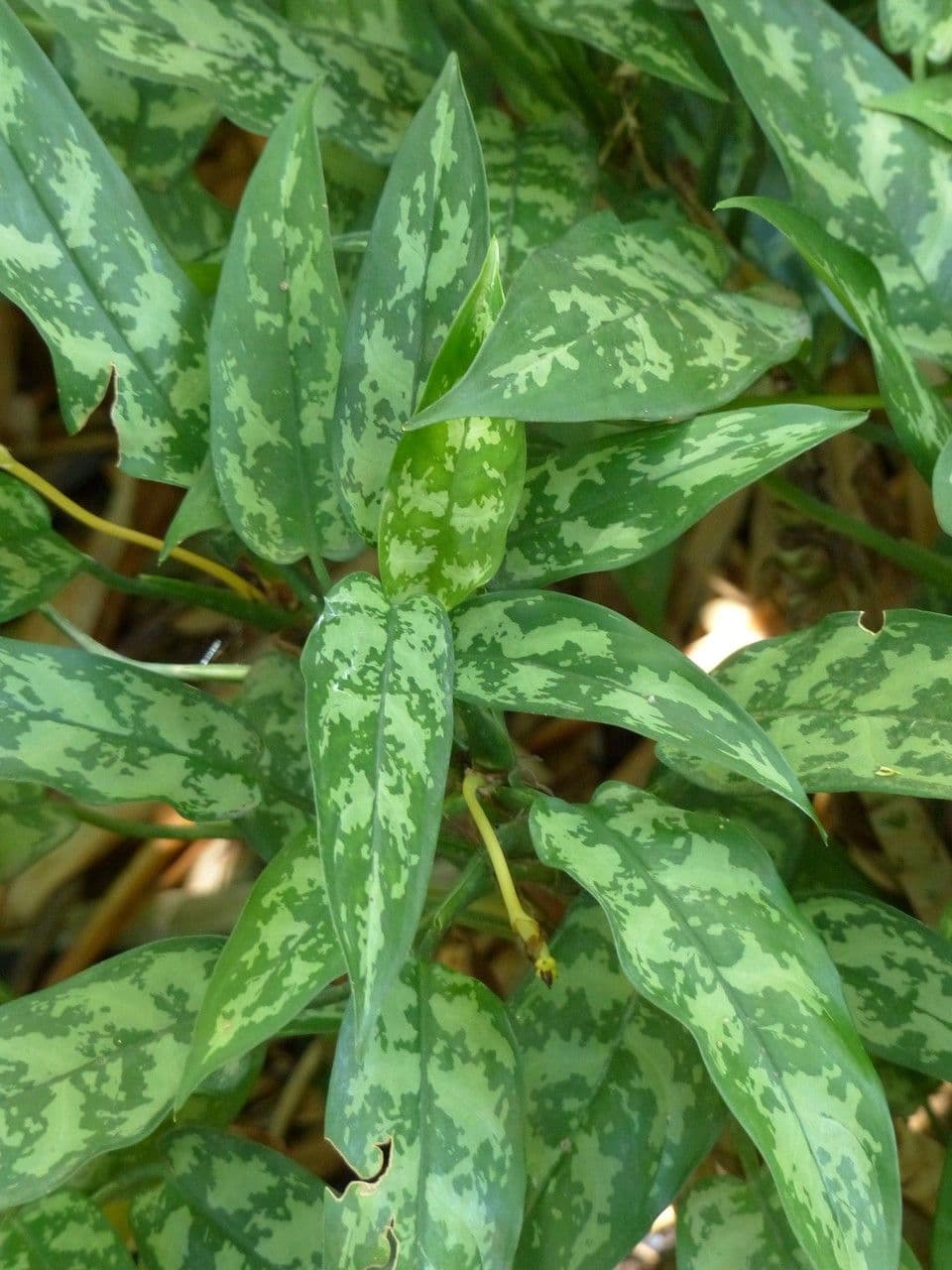Aglaonema 28