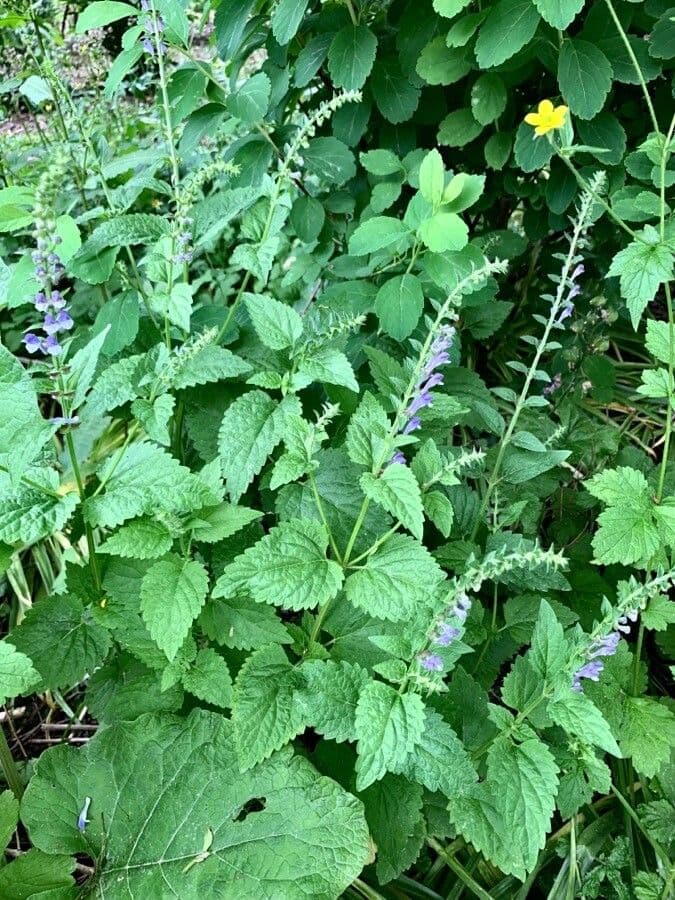 Scutellaria altissima 14