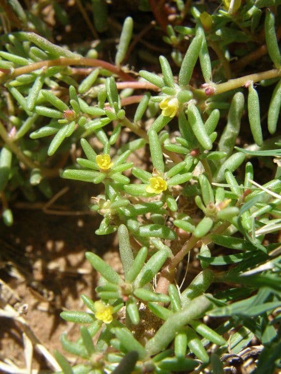 Portulaca 9
