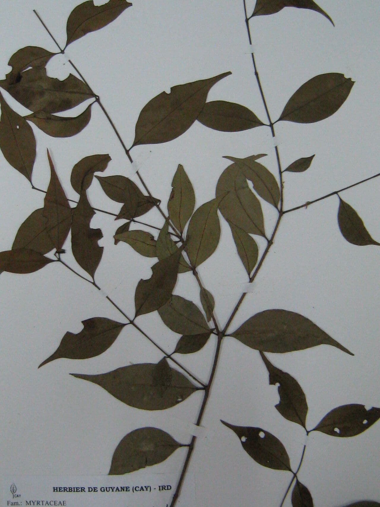 Guayaba de olor 19