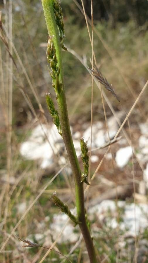 Asparago selvatico 9