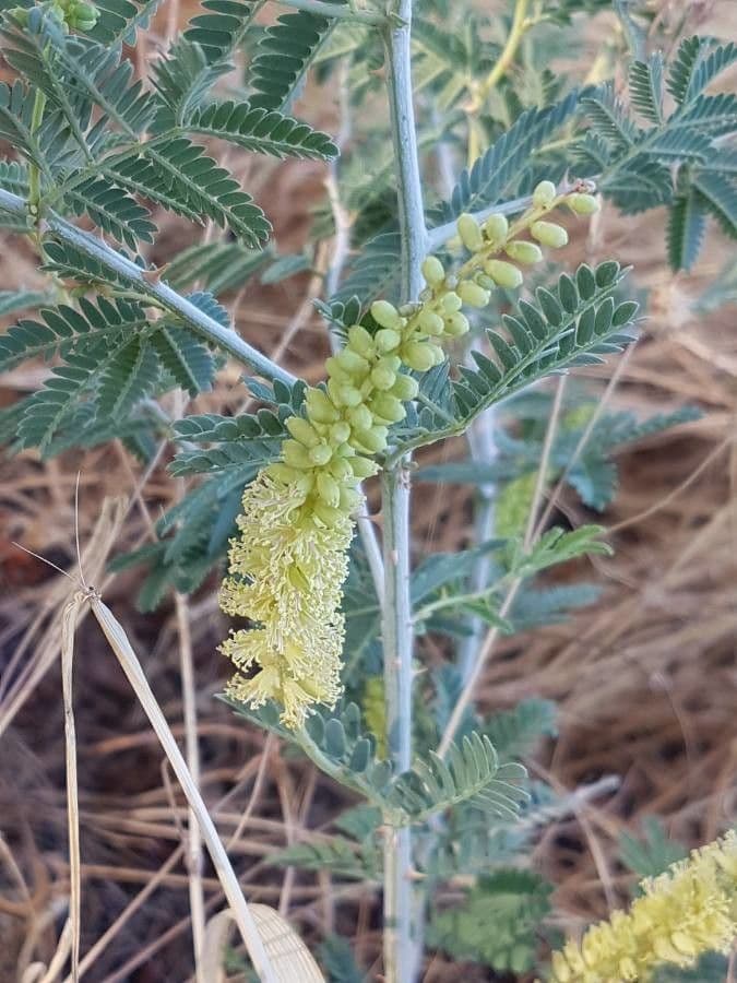 Prosopis 6