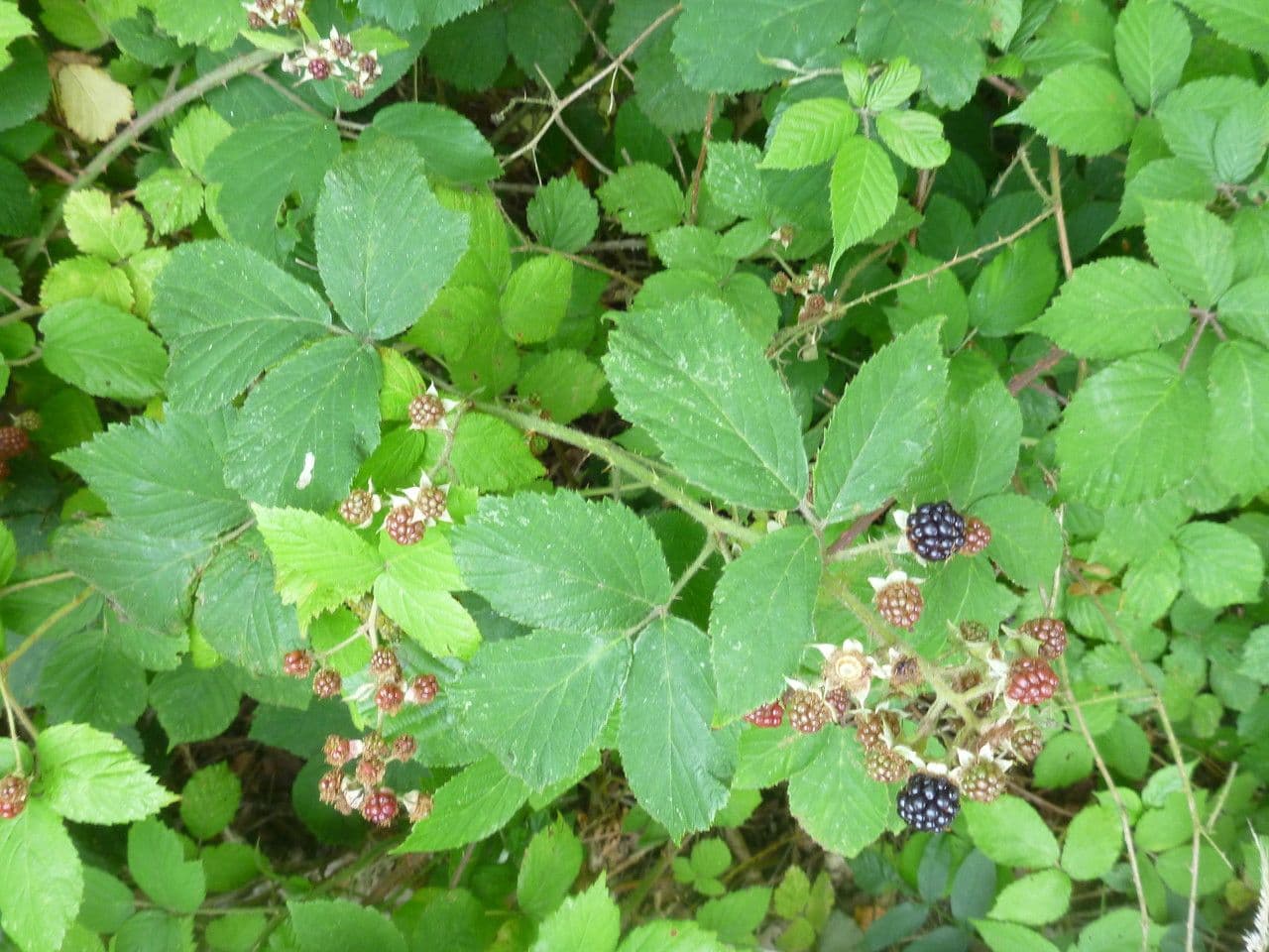 Rovo 2