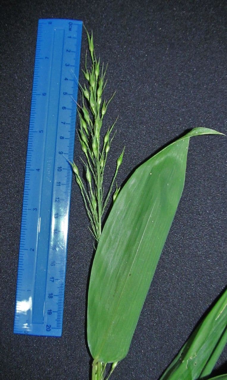 Olyra latifolia 21