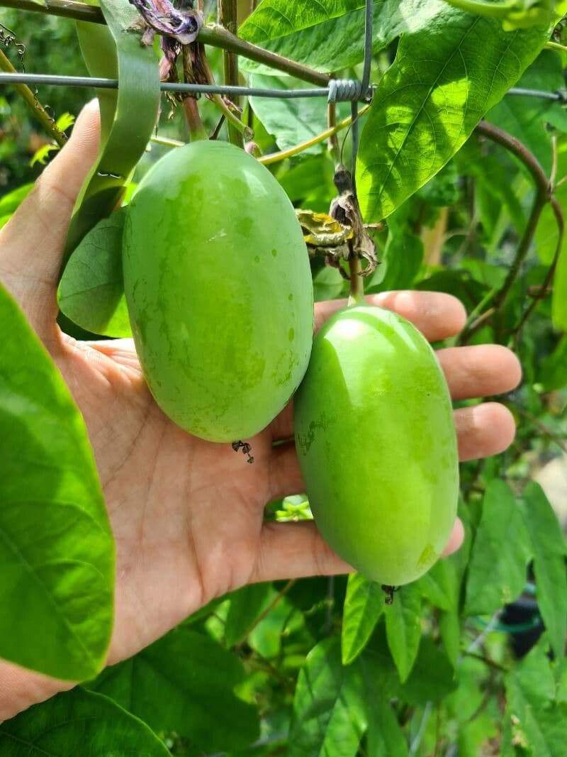 Passiflora