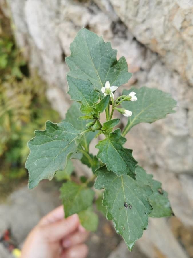 Solano argentino 8